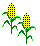 Maize